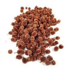  Casuarina termés - Bronz - 17 dkg/csomag